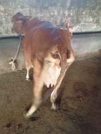 थंबनेल 3