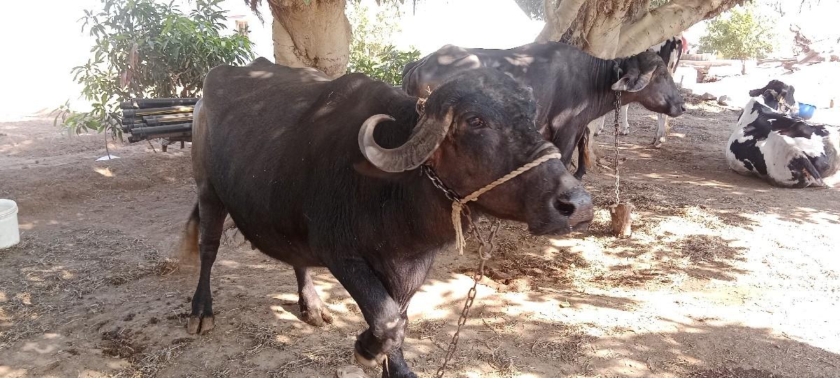 થંબનેલ 3