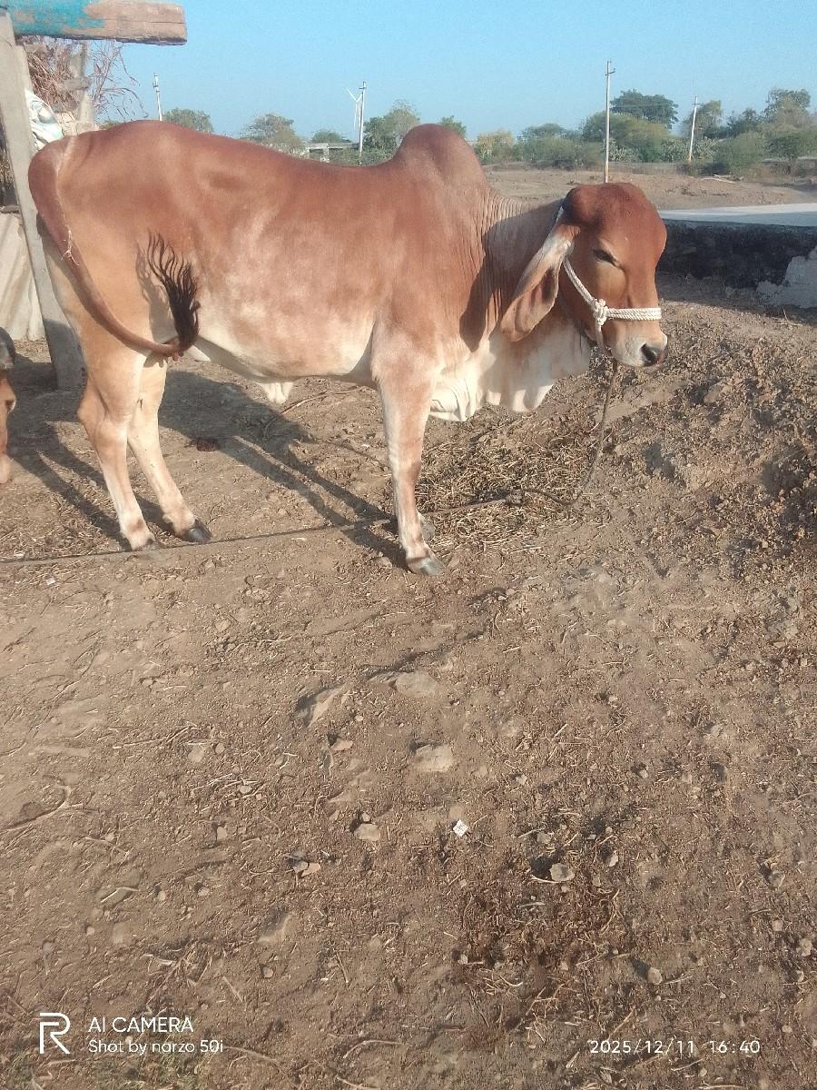 થંબનેલ 2