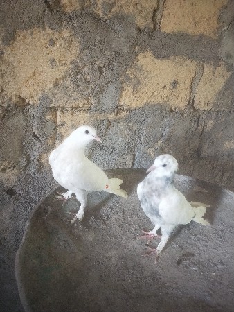 vechvana che full pattah