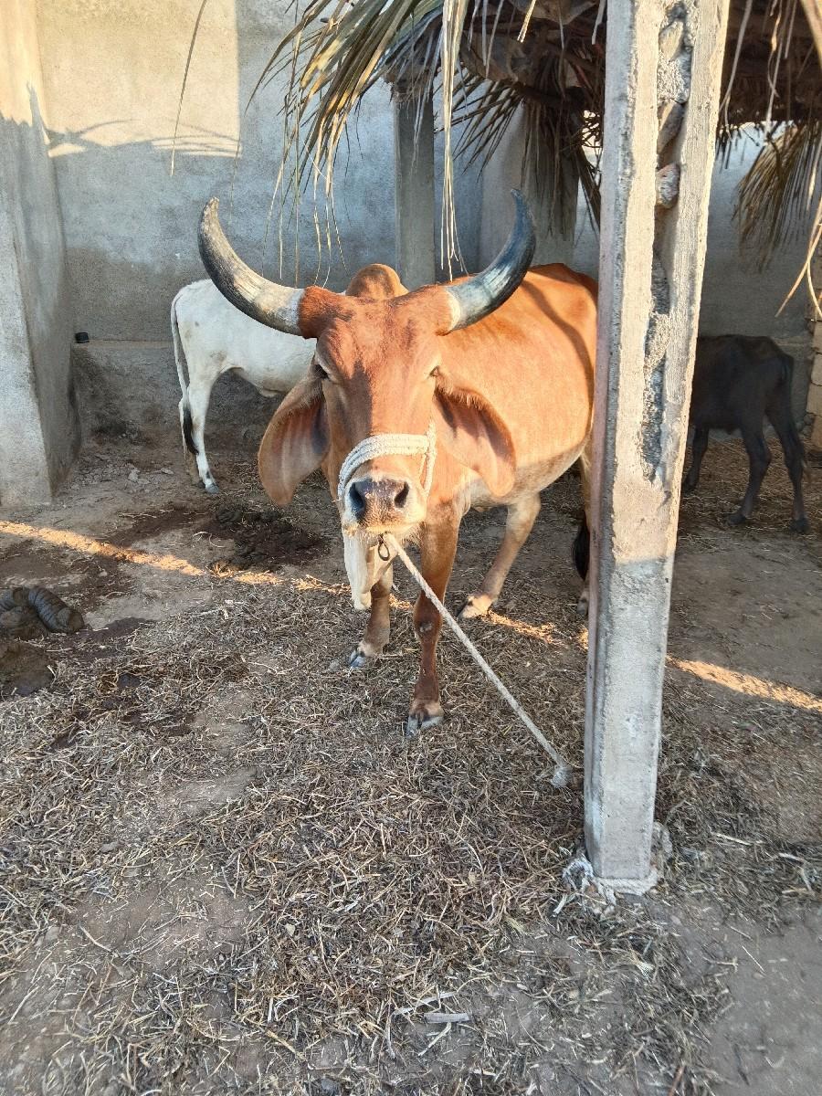 थंबनेल 3