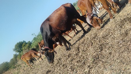 જર્સી હોડકી વેચવાની છે