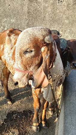 थंबनेल 3