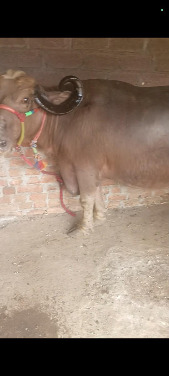 ભેંસ વેચવાની છે પાડો મરી ગયો છે