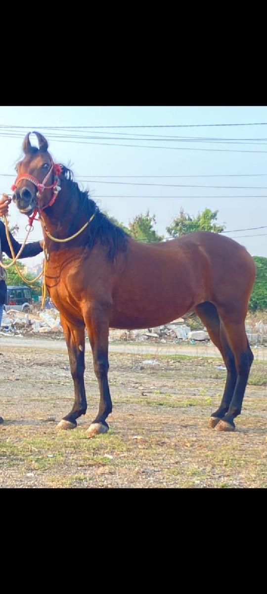 આ ધોડી વેસવાની સે સાટા કરવાના સે