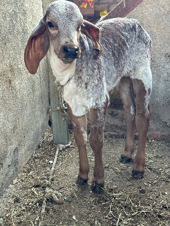 થંબનેલ 4