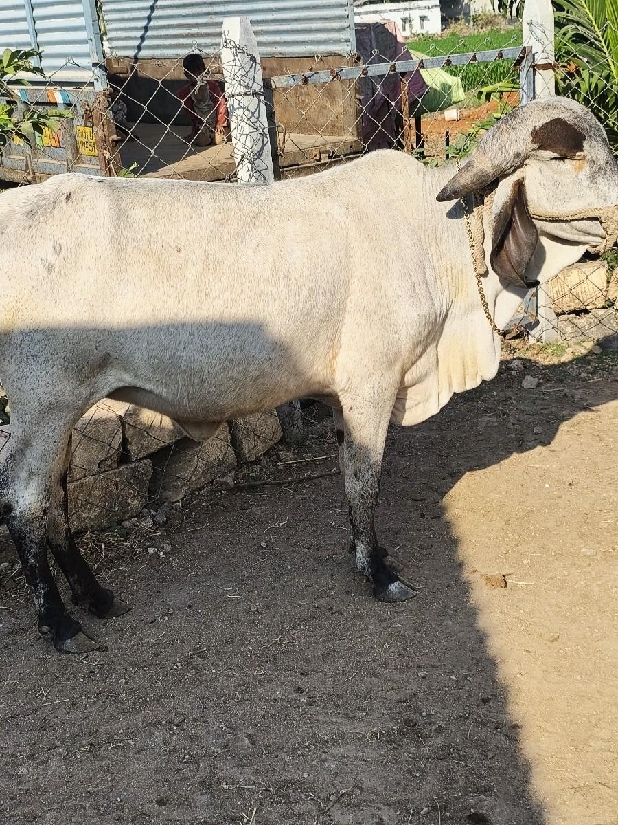 थंबनेल 3