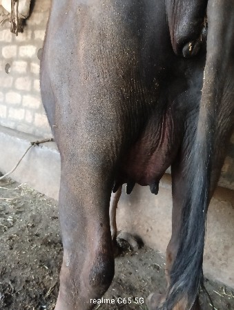 થંબનેલ 4