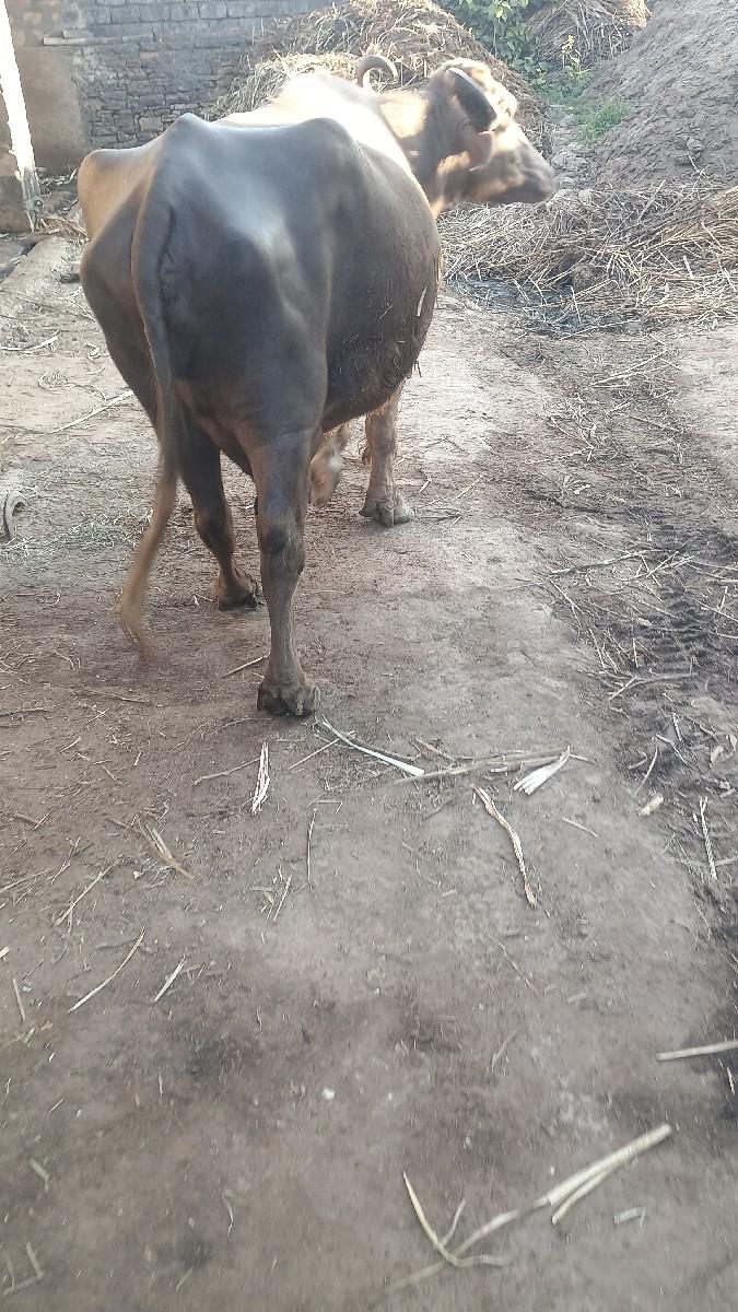 थंबनेल 2