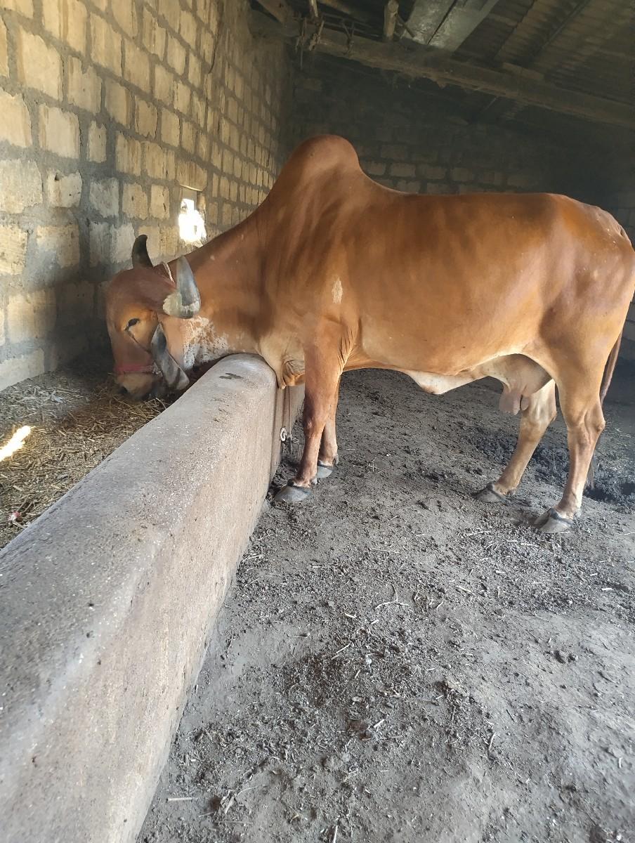 थंबनेल 2