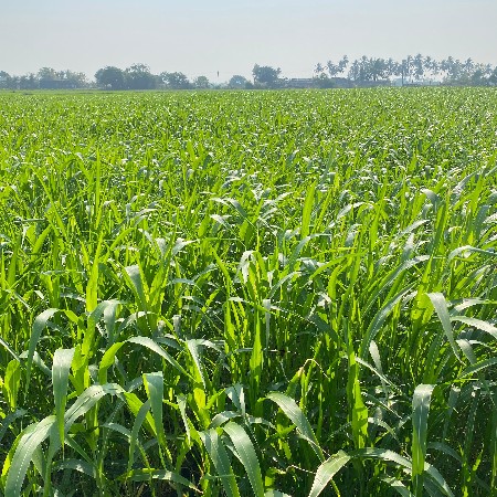 લીલી જવાર નો સારો