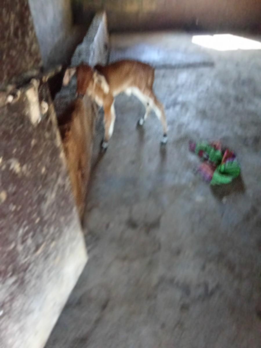 थंबनेल 3