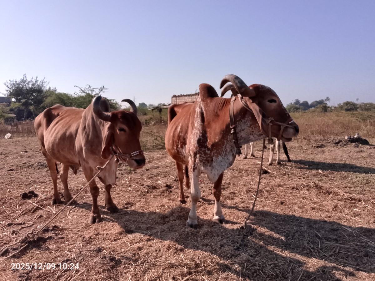 थंबनेल 2