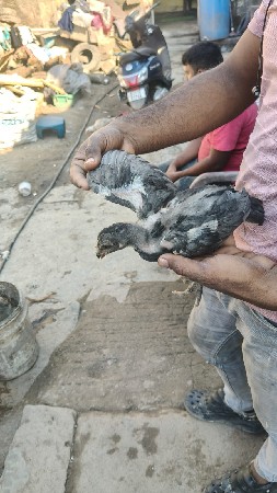 અસીલ ના બચા વે ચવાનાછે