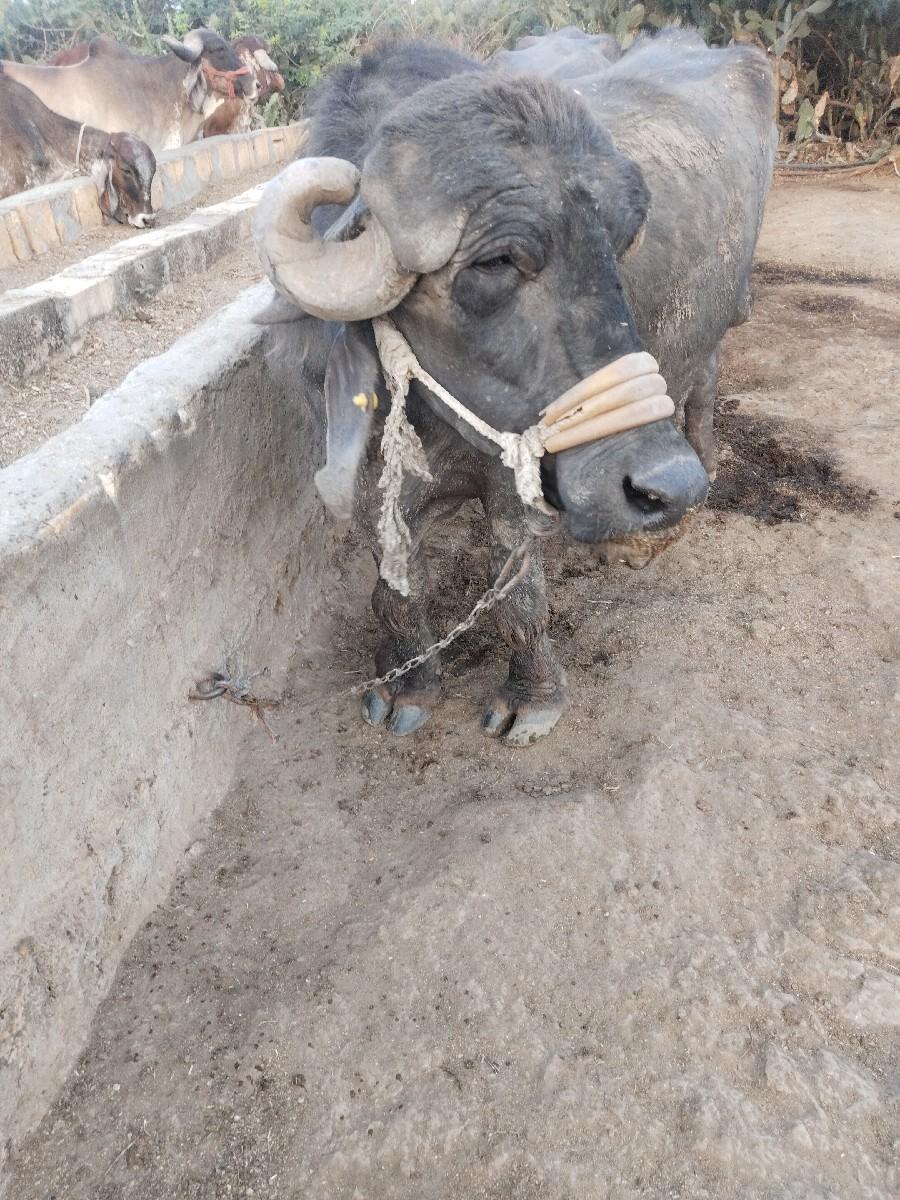 ખ ડેલી વેચવાની છે