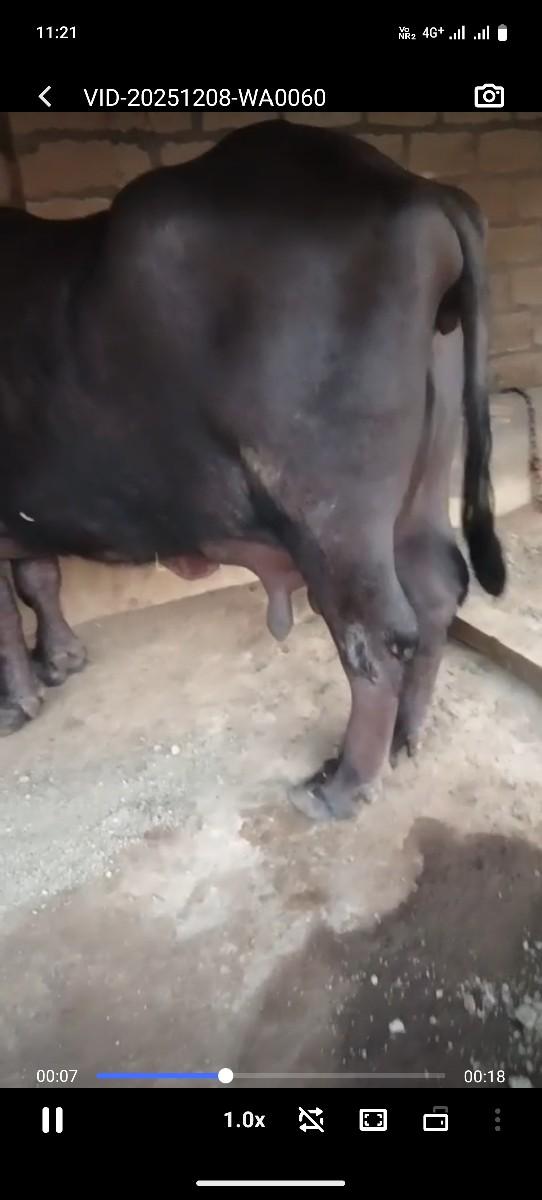 વેંચવા ની છે