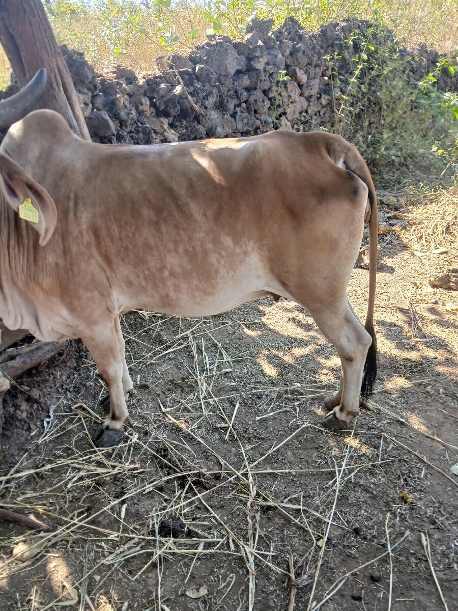 ગાય વેચવાની છે બીજું વેતર