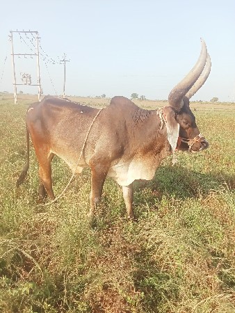 થંબનેલ 2