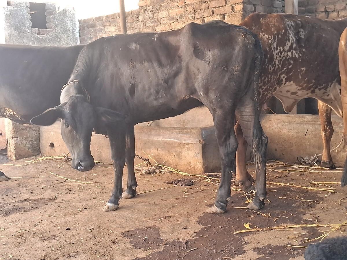 થંબનેલ 2