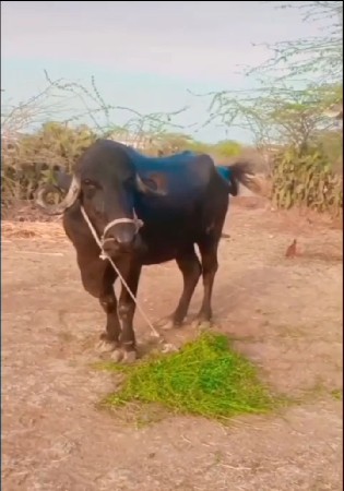 थंबनेल 3