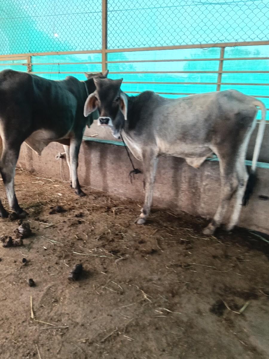 વઢીયારા વાસડા વેચવાના છે