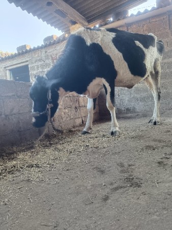 थंबनेल 3