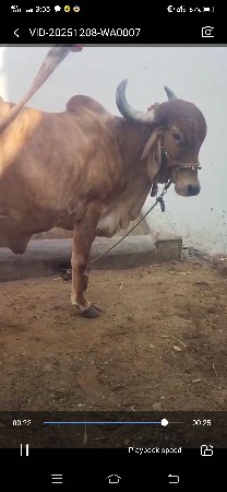 થંબનેલ 3