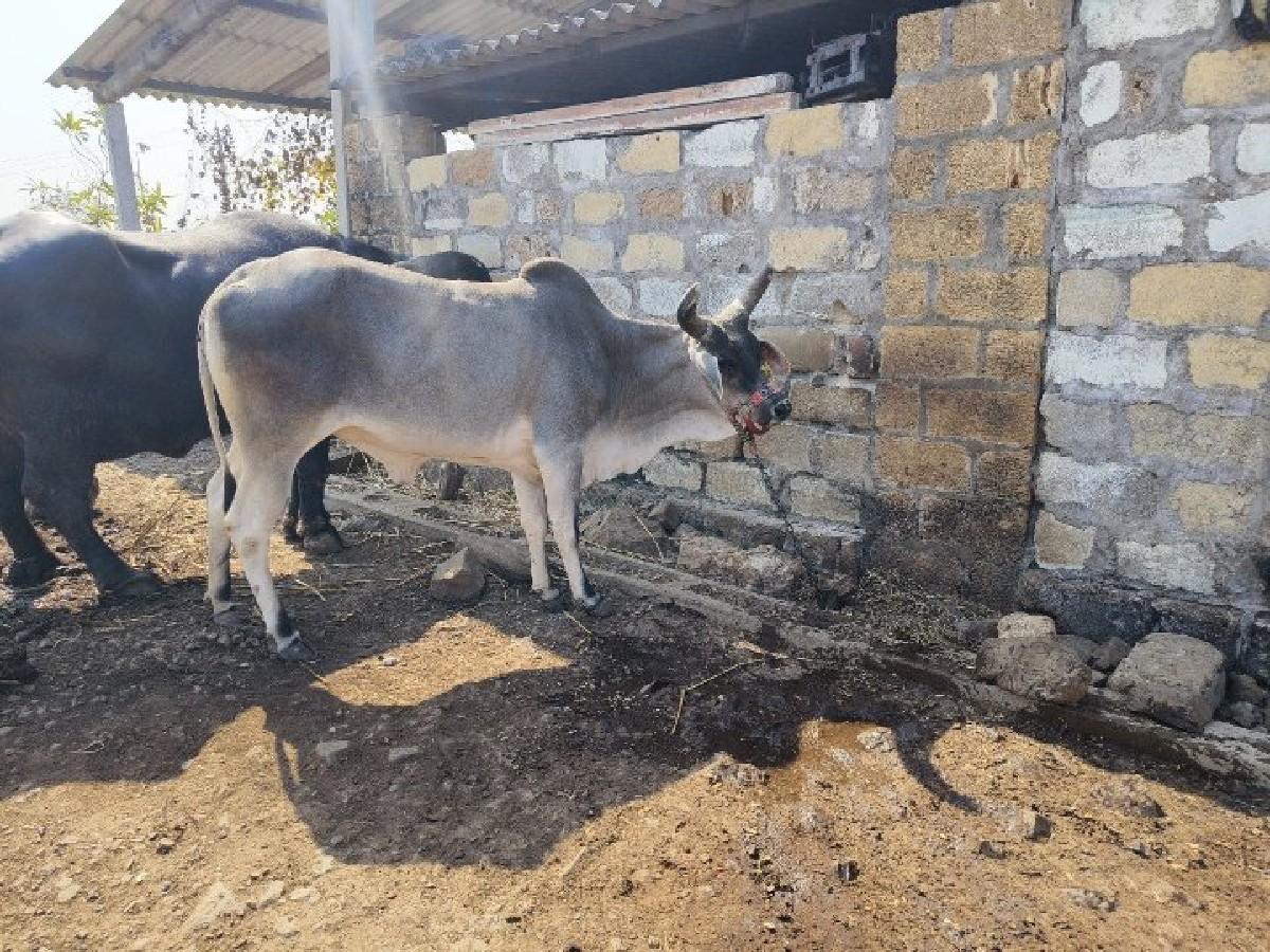 थंबनेल 2