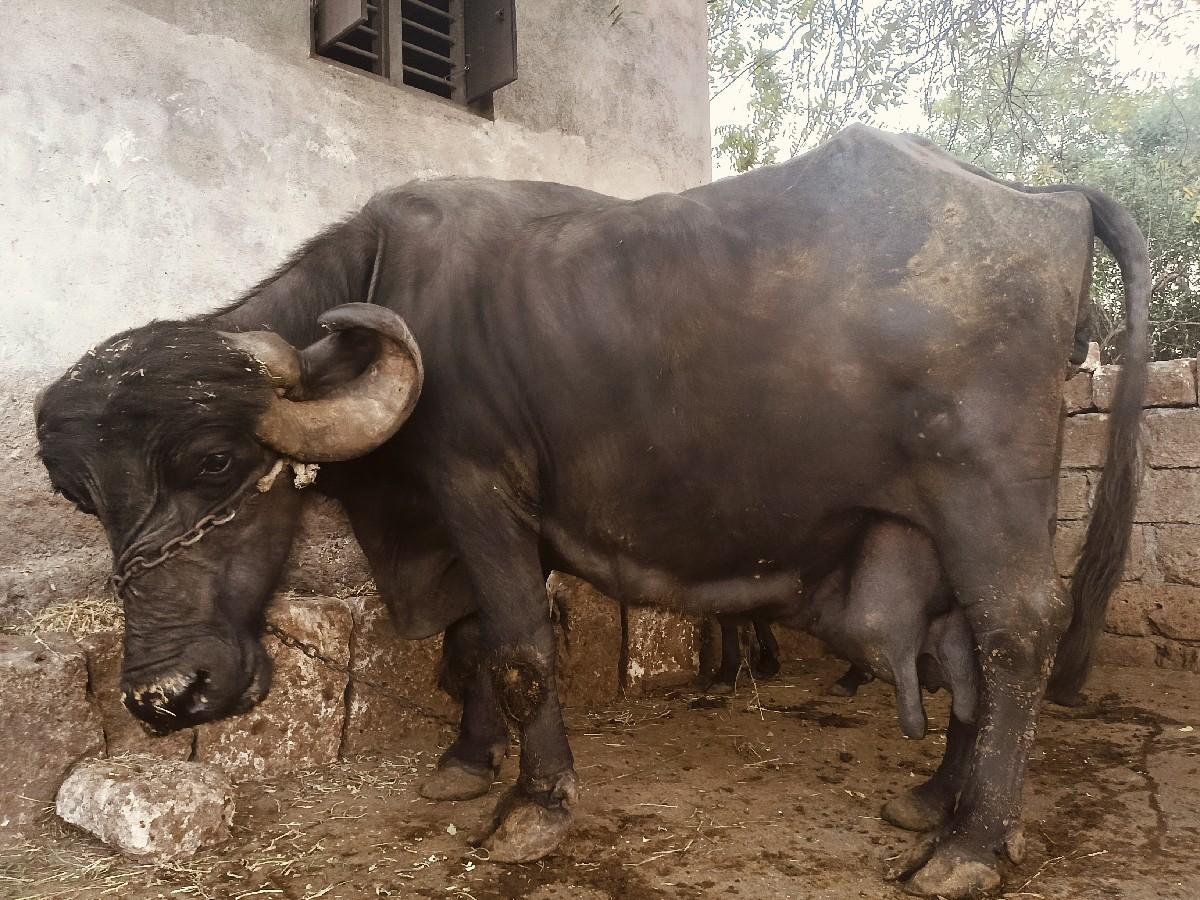 थंबनेल 2