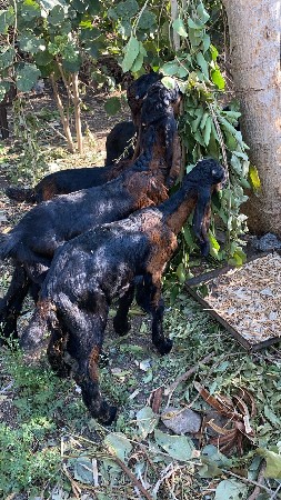 વેચવા ના છે 4//5 મહિના છે