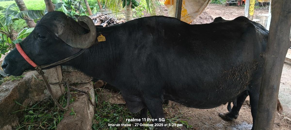 આ ભેંસ વેચવાની છે