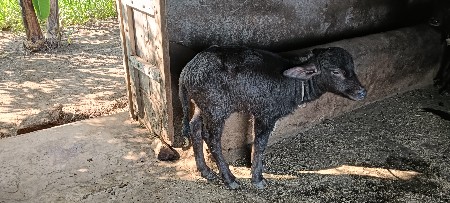 પાડી વેચવાની છે