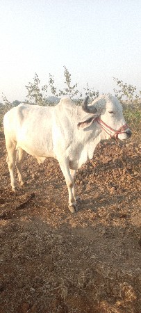 ગોઢલા વેચવાના છે