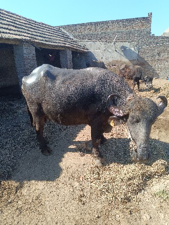 થંબનેલ 2