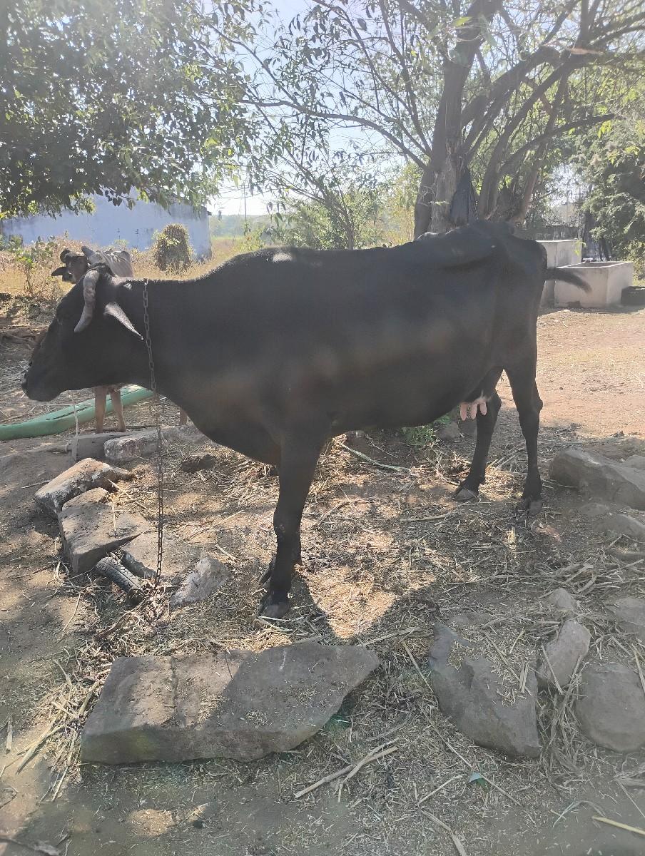 थंबनेल 3