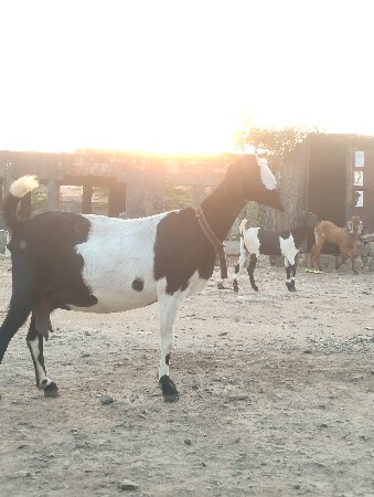 થંબનેલ 2