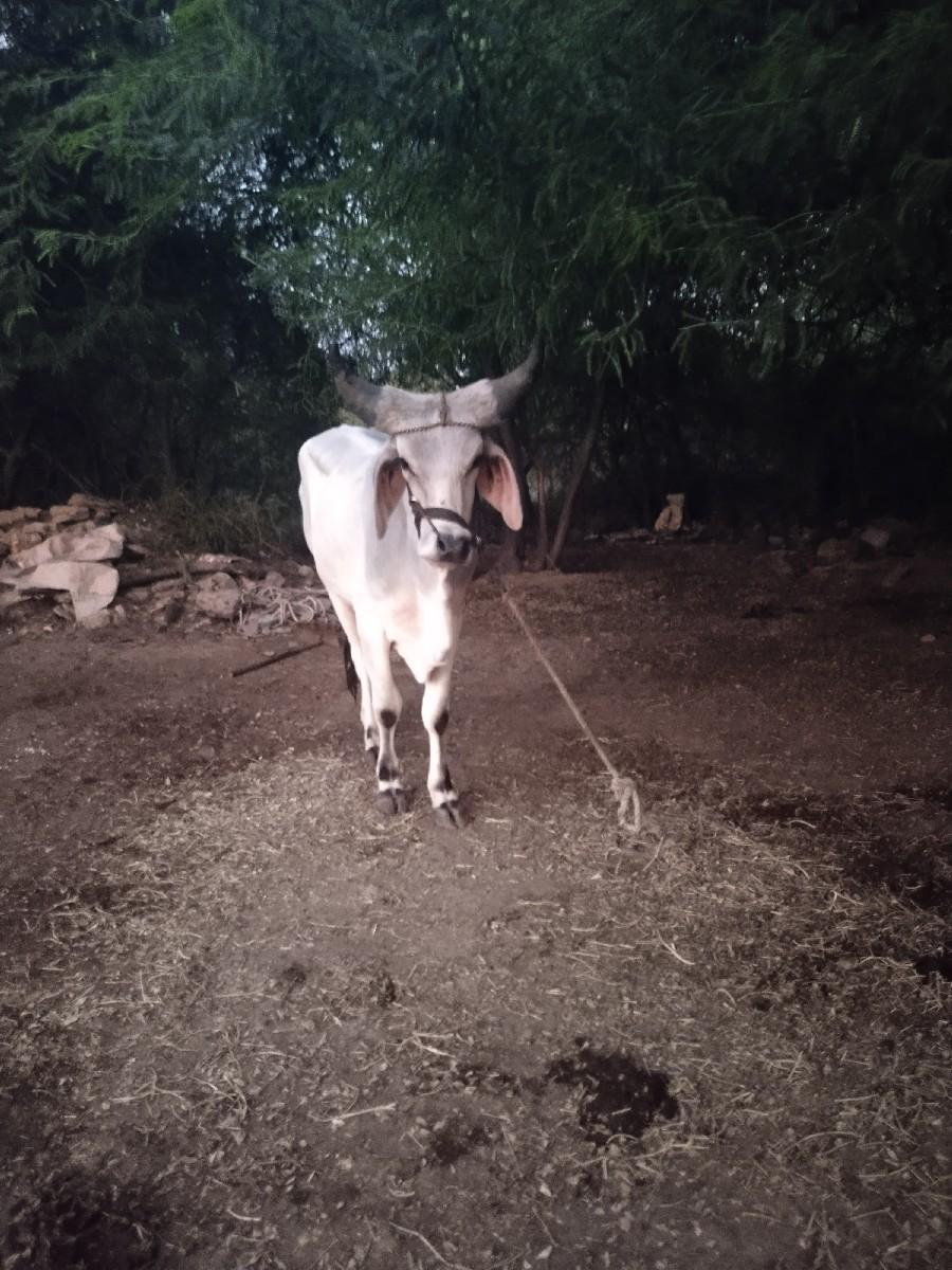 थंबनेल 3