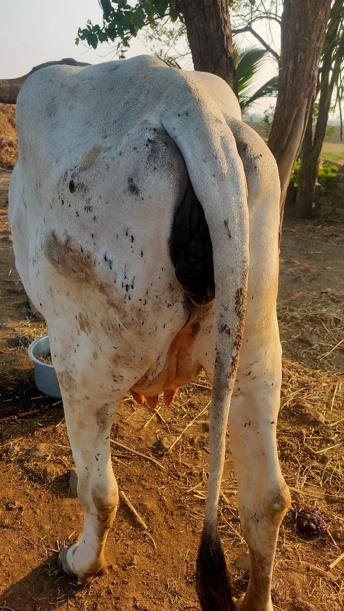 ગાય વેચવાની છે..