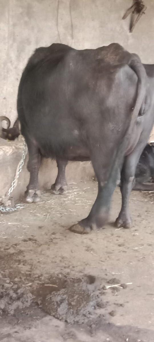 થંબનેલ 3