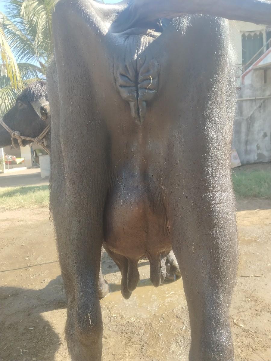 ચોથું વેતર છે