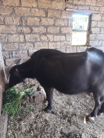 ભેંસ વેચવાની છે