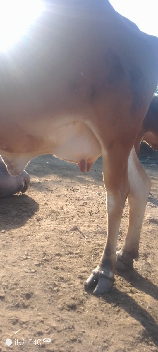 થંબનેલ 3