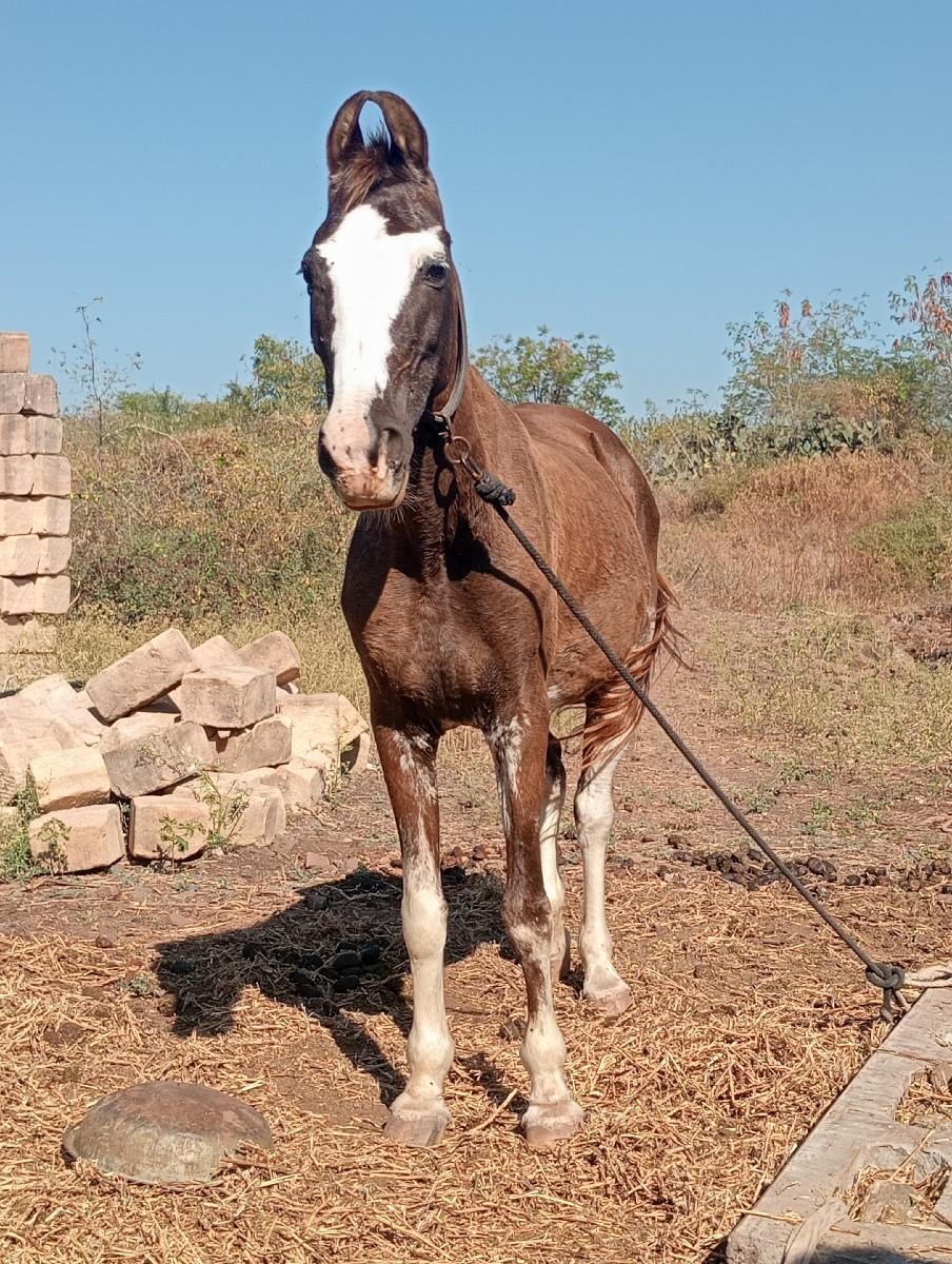 થંબનેલ 2