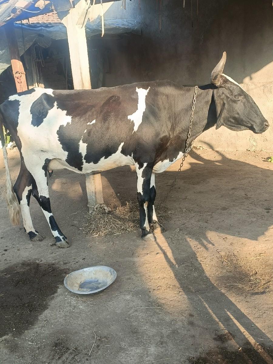 થંબનેલ 2