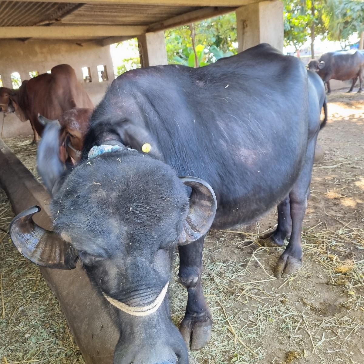 થંબનેલ 2