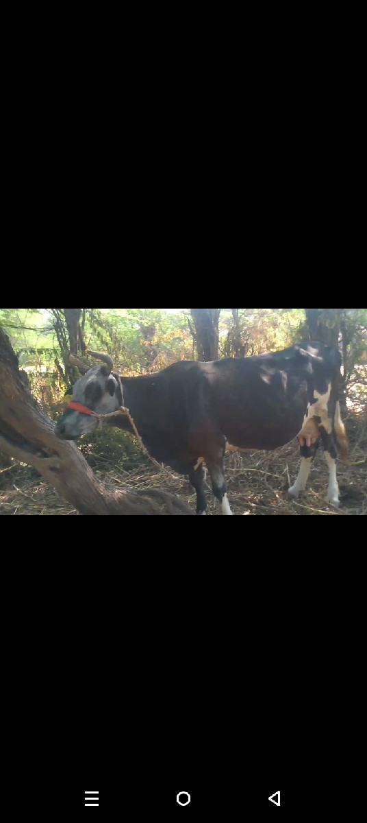 ગાય વેચવી છે