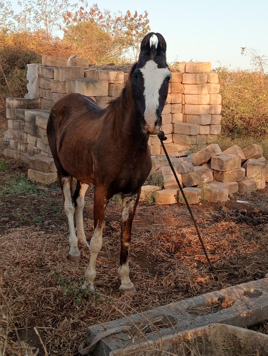 ધોડી નુ સાટુ કરવાનુ છે