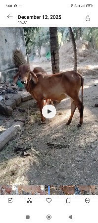 थंबनेल 3