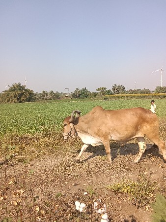 થંબનેલ 3