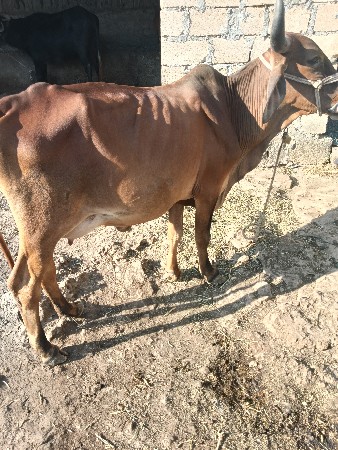 2 ગાય વેચવાનુ છે